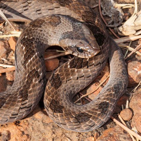 Snouted Night Adder - African Snakebite Institute