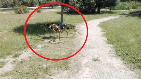 5 Times Giant Spider Caught On Camera Spotted In Real Life Giant – Otosection