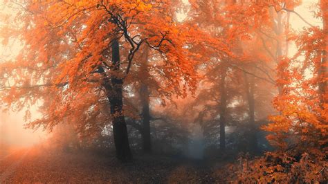 The Autumn Mac Wallpaper Download | AllMacWallpaper