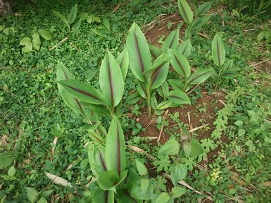 Temu Hitam, Indonesia Black Curcuma ~ free information of disease and health gratis