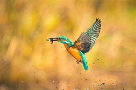 Close-up Photo of Perched Kingfisher · Free Stock Photo