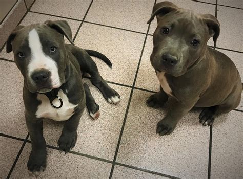 American Staffordshire Terrier Puppies : r/Eyebleach