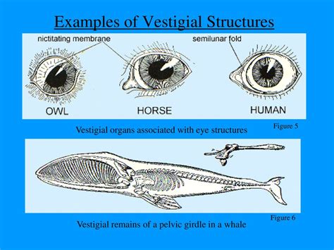 Evolution Evidence of Evolution - ppt download