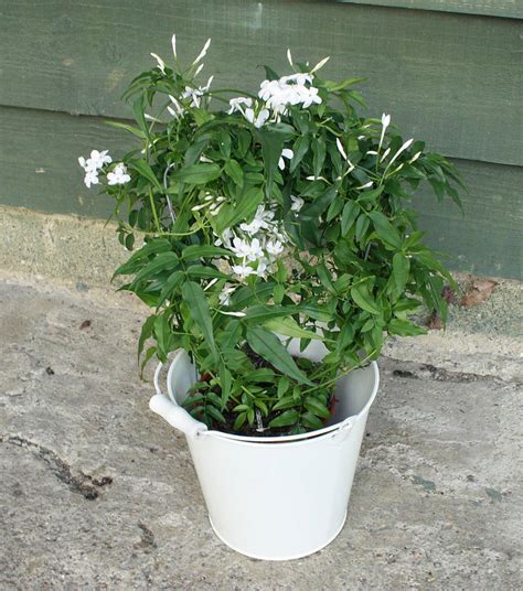 scented jasmine by plants4presents | notonthehighstreet.com