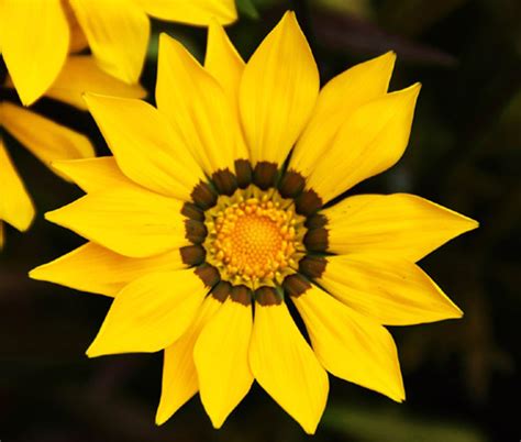 Gazania Garden Leader Yellow Gazania Rigens Seeds