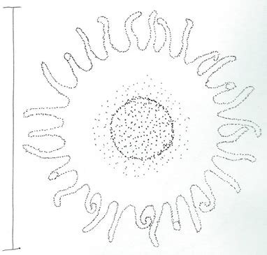 Scyphozoa Ephyra