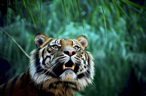 Tiger in jungle wallpaper | animals | Wallpaper Better