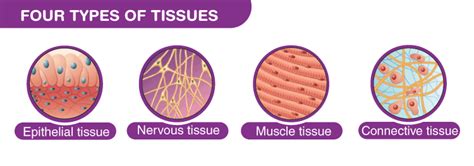 Epithelial Tissue: Meaning, Structure, Functions & Types | Testbook.com