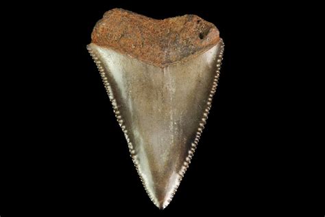 1.7" Serrated, Fossil Great White Shark Tooth - South Carolina (#142304 ...