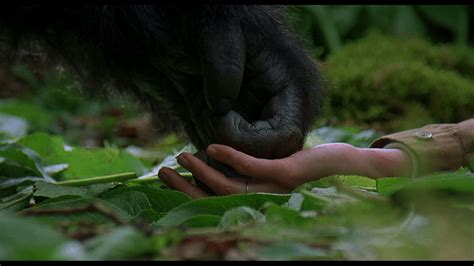 Gorillas in the Mist (1988)