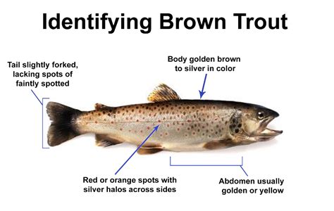 Ascent Fly Fishing | Brown trout, Salmon species, Trout