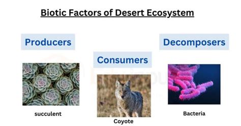 Biotic And Abiotic Factors Of Desert Ecosystem