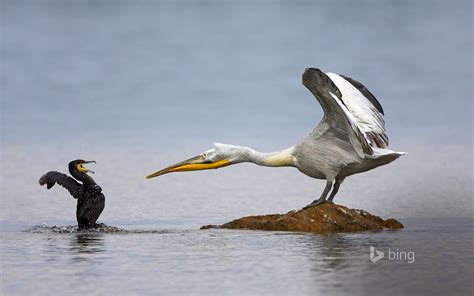 Bird Wallpaper 4K Bing