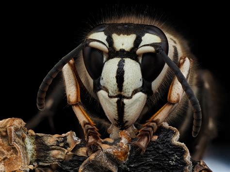 A live bald faced hornet, Illinois. Zoom in for insane detail : r ...