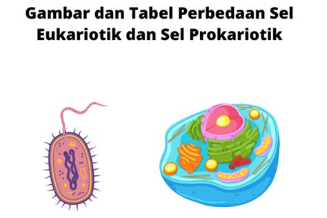 Gambar dan Tabel Perbedaan Sel Eukariotik dan Sel Prokariotik