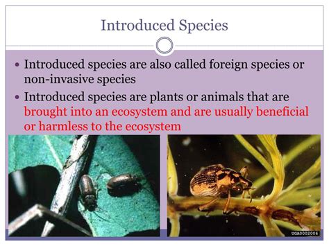 PPT - Introduced Species PowerPoint Presentation, free download - ID ...