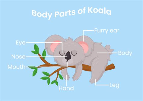 Koala Body Parts