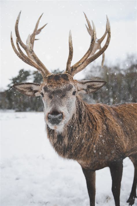 Photo of Reindeer in the Snow · Free Stock Photo