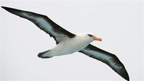 The meaning and symbolism of the word - «Albatross»