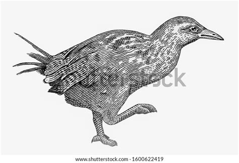 3 Weka Bird Illustration Images, Stock Photos & Vectors | Shutterstock