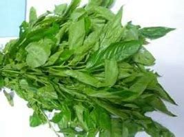 Benefits of Jute Leaves (Saluyot/Egyptian Spinach/Ewedu) - 9jafoods