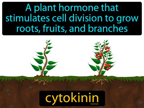 Cytokinins In Plants