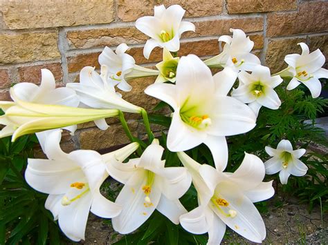 How To Care For Easter Lilies • Insteading