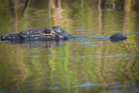 ALABAMA: Fishing Mobile Bay & the Mobile-Tensaw Delta