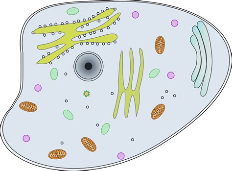 Cell City Analogy-Learn the Cell Parts | MooMooMath and Science