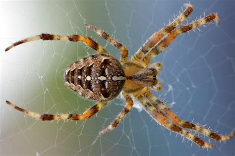 Hobo Spider Bite - Is It Life-Threatening? Find Out 9 Best Prevention ...