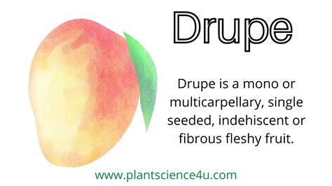 What is a Drupe? Examples of Drupe fruits - YouTube