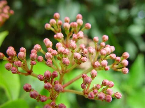 Free picture: pink flower, buds