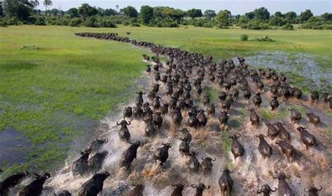 25 Stunning Moments of Animal Migration | Nature - BabaMail