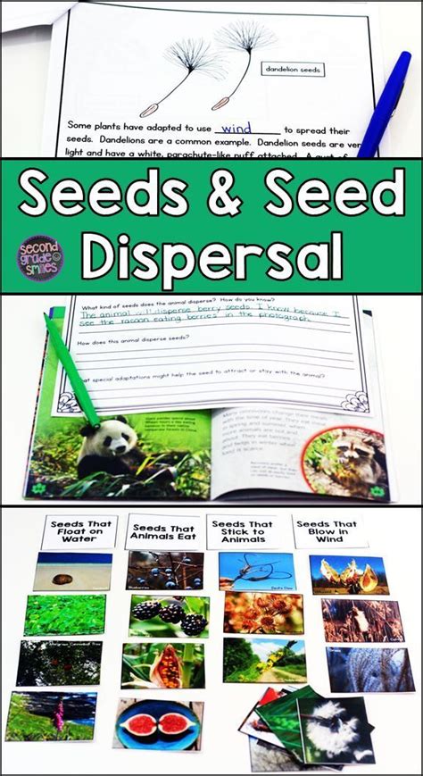 Parts of a Seed & Plant Adaptations for Seed Dispersal | Plant adaptations, Parts of a seed ...