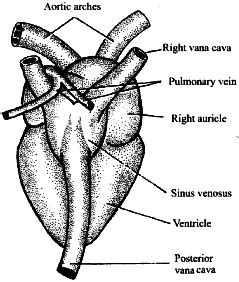 Draw a labelled diagram of heart of frog showing external features ...