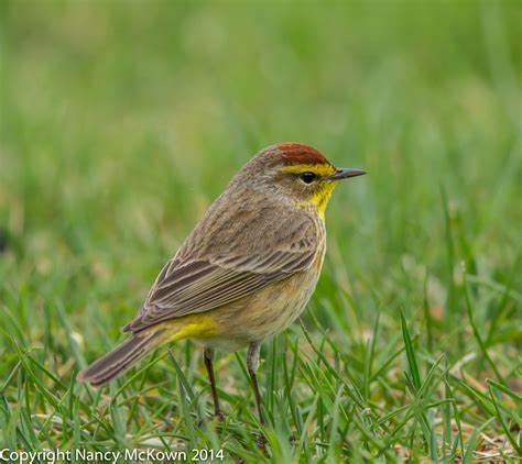 Photographing Two Subspecies of the Palm Warbler | Welcome to NancyBirdPhotography.com