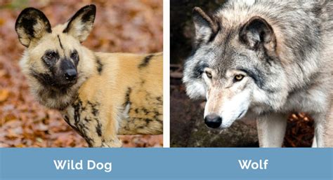 Wild Dogs vs Wolves: Key Differences (With Pictures) | Hepper