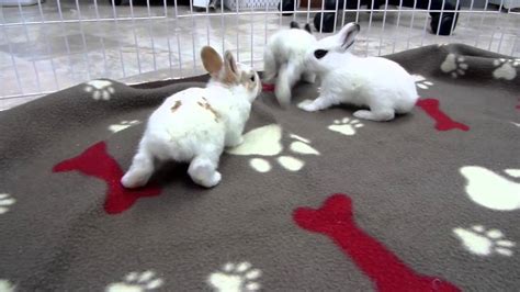 Six adorable BABY BUNNIES playing and popcorning - YouTube