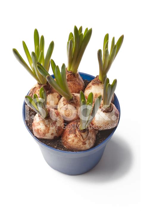 Muscari Grape Hyacinth Bulbs In A Blue Pot Stock Photo | Royalty-Free | FreeImages