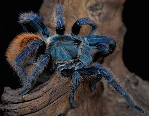 Why So Blue? Tarantula's Cool Color Is Still a Mystery | Live Science