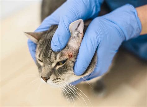 Great Home Remedies For Cat Scabs [GUIDE] – Paws Elite | lupon.gov.ph