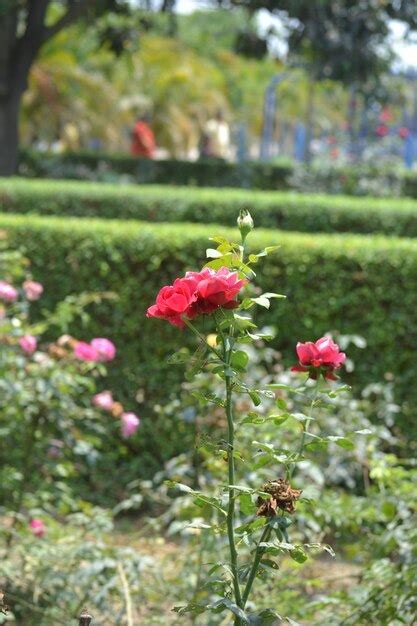 Premium Photo | Rose flower