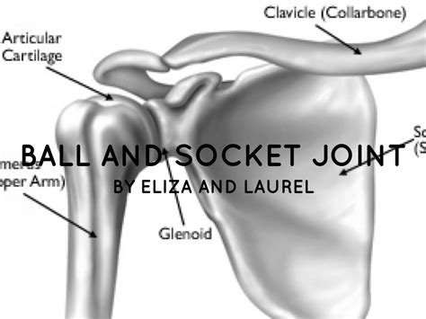 Grant Imahara: [View 42+] Saddle Joint Vs Ball And Socket