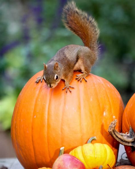 How to Keep Squirrels from Eating Pumpkins