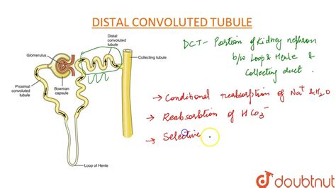 Distal Convoluted Tubule Diagram