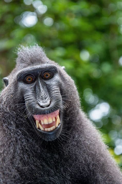 Celebes Crested Macaque with Open Mouth. Close Up Portrait on the Green Natural Background ...