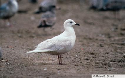 Iceland Gull, Identification, All About Birds - Cornell Lab of Ornithology