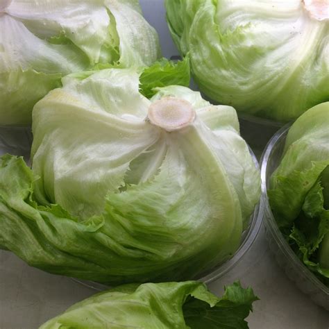 Free Images : flower, food, green, produce, fresh, japan, lettuce, living, container ...