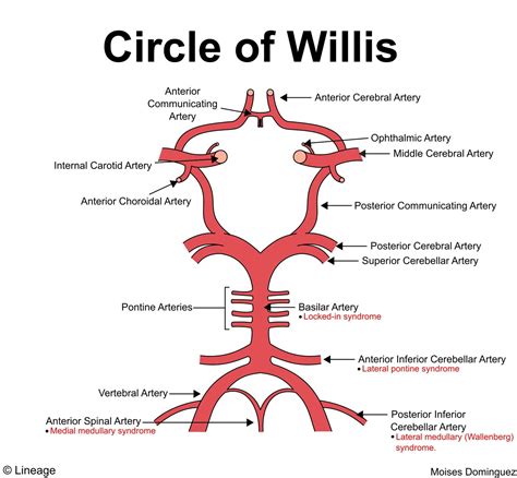 Circle Of Willis Drawing at GetDrawings | Free download