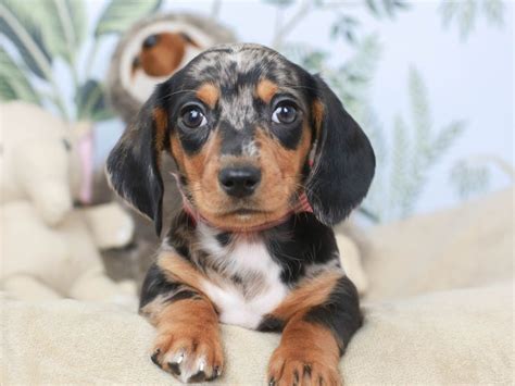 67+ Find Dachshund Puppies Pic - Bleumoonproductions